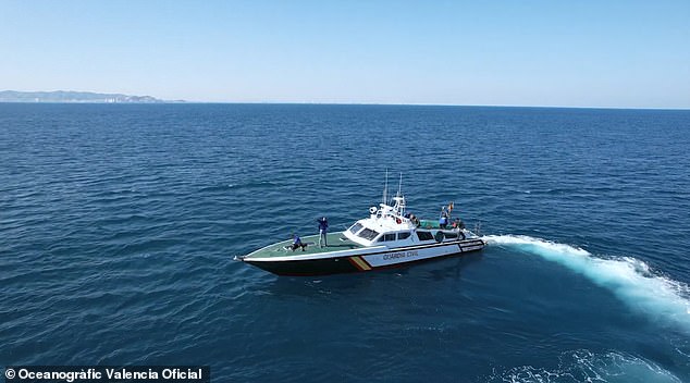 A civil guard boat is seen off the coast of Cullera pursuing a whale stricken with scoliosis