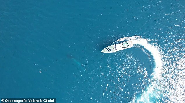 The whale can be seen just below the surface of the sea off the coast of Valencia