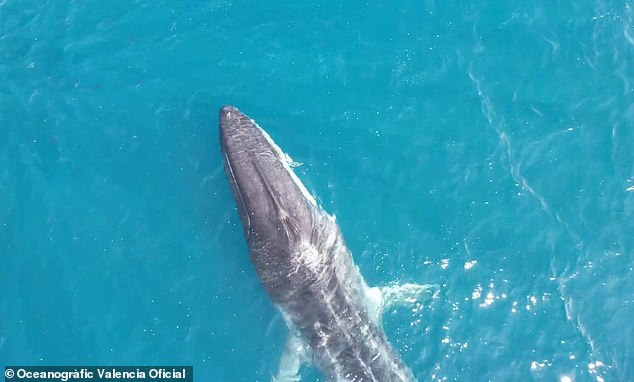Initially it was believed the whale had become entangled in a fishing net as it was listing in shallow waters