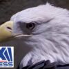 FREEDOM FLIES: Bald eagle will soon land as official national bird